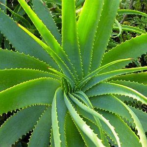 Aloe Barbadensis Leaf